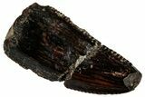 Serrated Abelisaurid Premaxillary Tooth - Dekkar Formation #298637-1